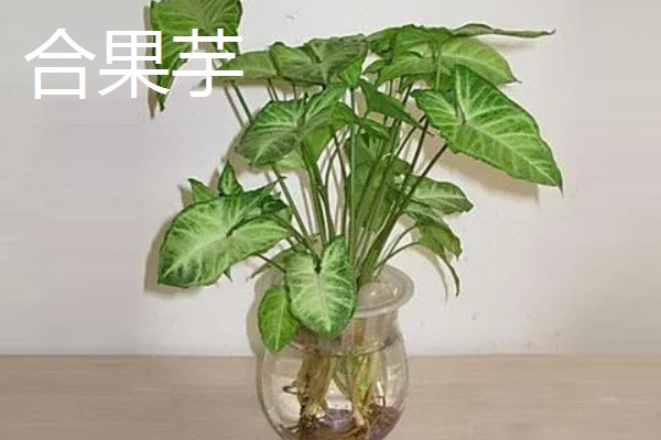 有哪些水养植物，推荐风信子、绿萝等