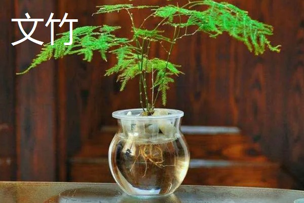 有哪些水养植物，推荐风信子、绿萝等