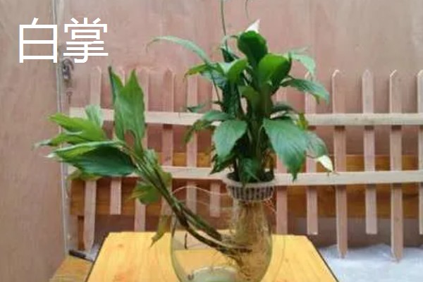 有哪些水养植物，推荐风信子、绿萝等