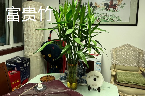 有哪些水养植物，推荐风信子、绿萝等