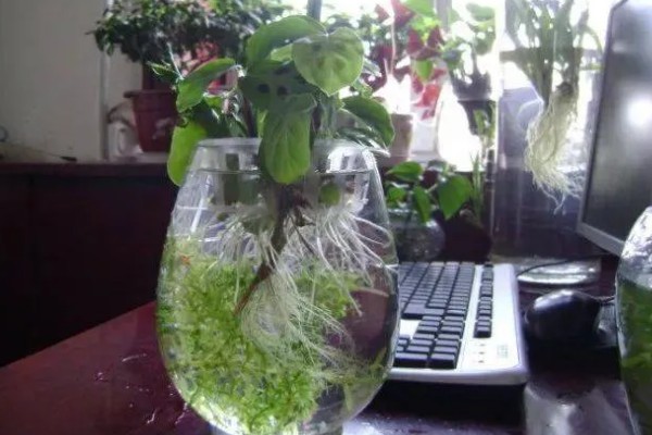 有哪些水养植物，推荐风信子、绿萝等
