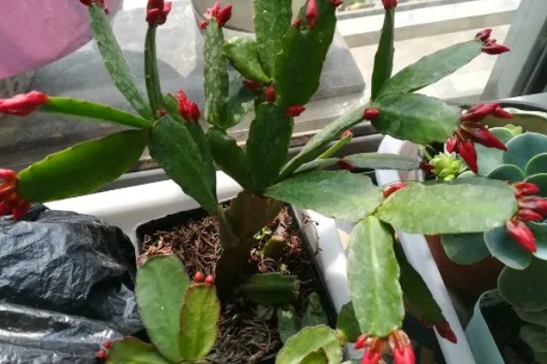 红雀珊瑚怎么扦插,选取去年的健壮枝条做插穗