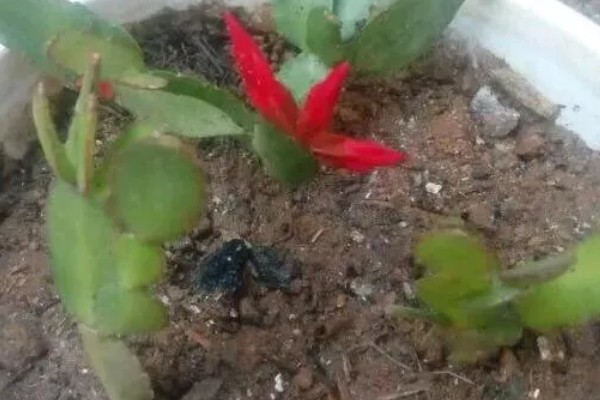 红雀珊瑚怎么扦插,选取去年的健壮枝条做插穗