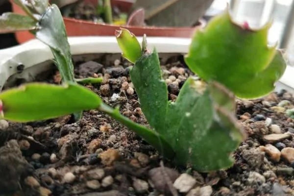 红雀珊瑚怎么扦插,选取去年的健壮枝条做插穗