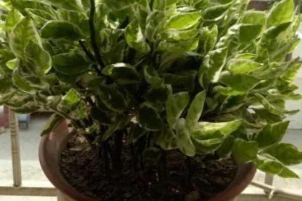 红雀珊瑚怎么扦插,选取去年的健壮枝条做插穗