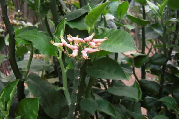 红雀珊瑚怎么扦插,选取去年的健壮枝条做插穗