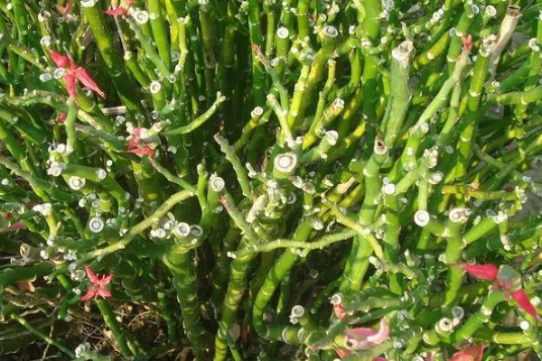 红雀珊瑚怎么扦插,选取去年的健壮枝条做插穗