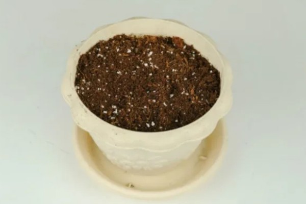 红雀珊瑚怎么扦插,选取去年的健壮枝条做插穗