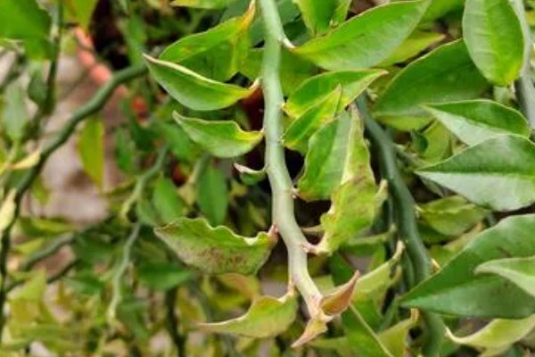 红雀珊瑚怎么扦插,选取去年的健壮枝条做插穗