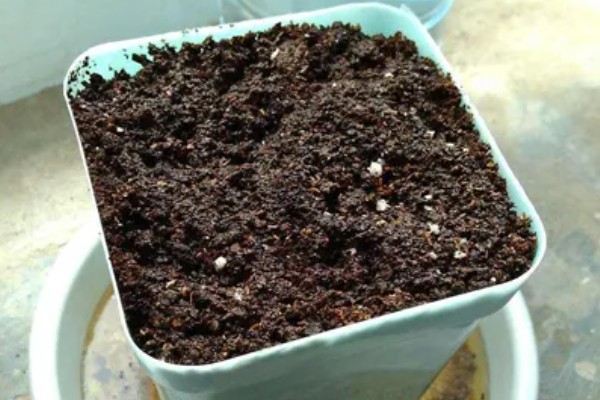 红雀珊瑚怎么扦插,选取去年的健壮枝条做插穗