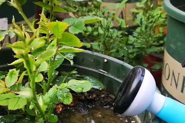 蔷薇春天要剪枝吗，蔷薇春天要剪枝