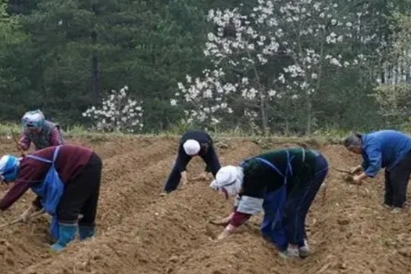 蓝莓的丰产栽培技术,可以选择氮磷钾复合肥施肥