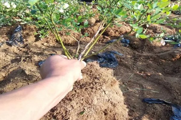 蓝莓的丰产栽培技术,可以选择氮磷钾复合肥施肥