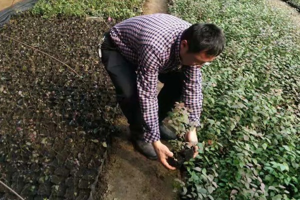 蓝莓的丰产栽培技术,可以选择氮磷钾复合肥施肥