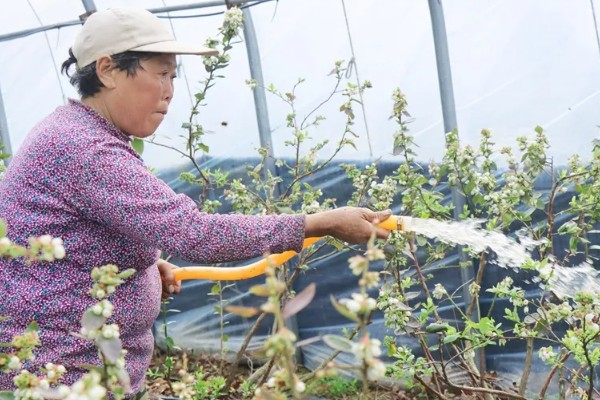 蓝莓的丰产栽培技术,可以选择氮磷钾复合肥施肥