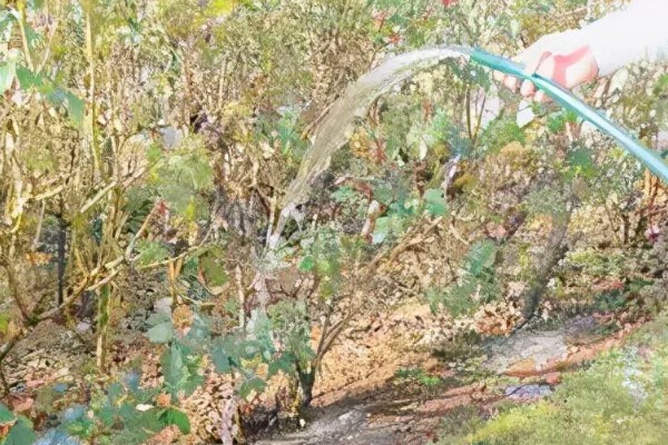 蓝莓的丰产栽培技术,可以选择氮磷钾复合肥施肥