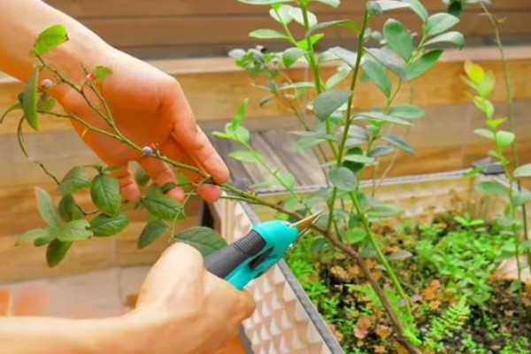 蓝莓的丰产栽培技术,可以选择氮磷钾复合肥施肥