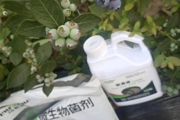 蓝莓的丰产栽培技术,可以选择氮磷钾复合肥施肥