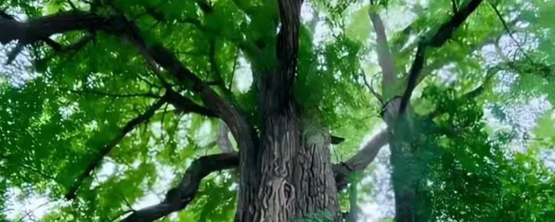 乌鲁木齐的市花市树是什么，分别是玫瑰花和大榆树