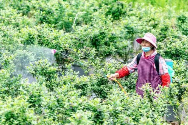 蓝莓的丰产栽培技术,可以选择氮磷钾复合肥施肥