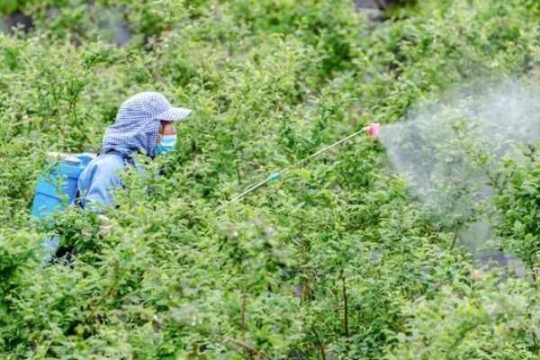 蓝莓的丰产栽培技术,可以选择氮磷钾复合肥施肥