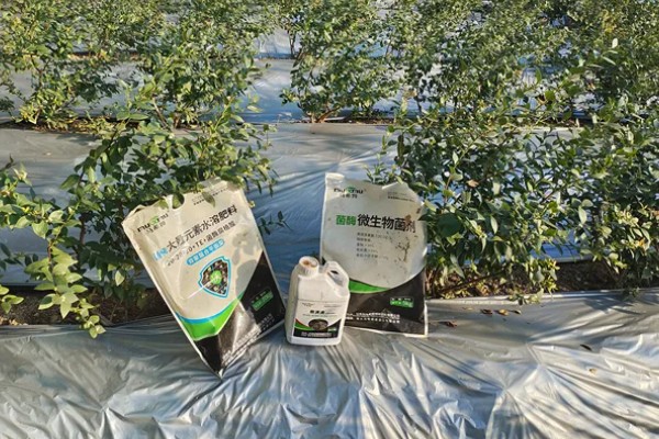 蓝莓的丰产栽培技术,可以选择氮磷钾复合肥施肥