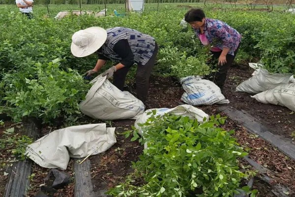 蓝莓的丰产栽培技术,可以选择氮磷钾复合肥施肥