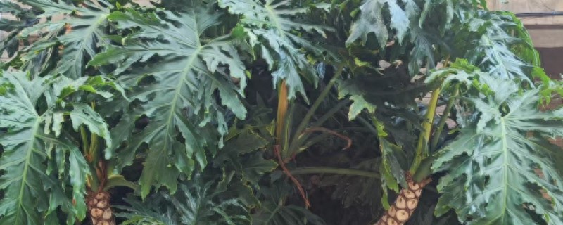 龙鳞春羽如何养殖，每隔3-6天给植株浇水一次