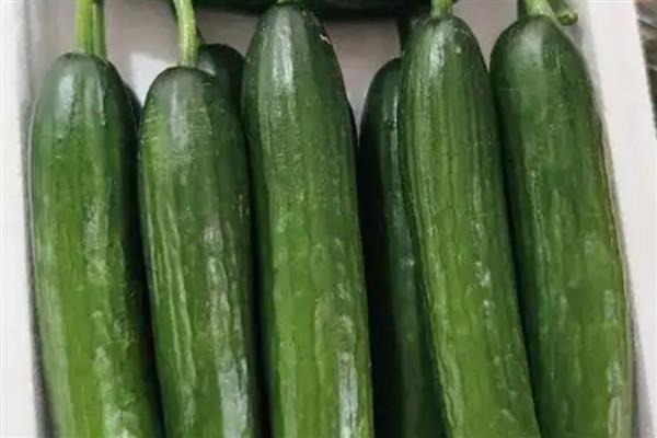 水果黄瓜是不是转基因食品，不是转基因食品