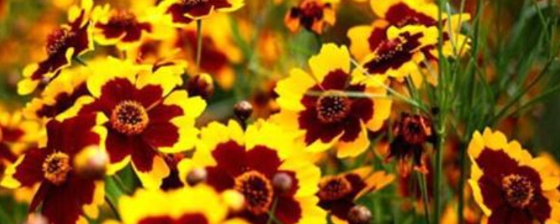 孔雀菊能种家里吗，可以种在家里