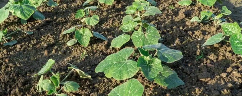 不让蔬菜畸形苗发生的技术,对幼苗要及时通风