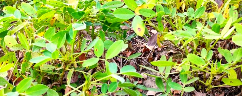 花生施肥方法，基肥用量应占施肥总量的80%-90%