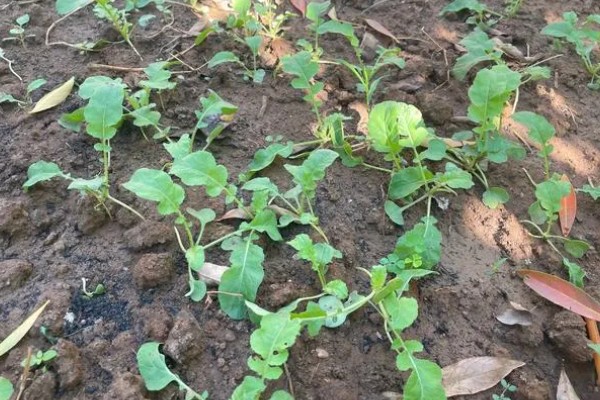 不让蔬菜畸形苗发生的技术,对幼苗要及时通风