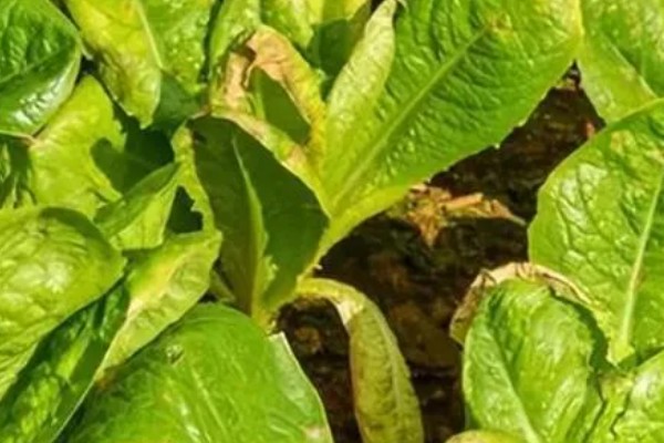 不让蔬菜畸形苗发生的技术,对幼苗要及时通风