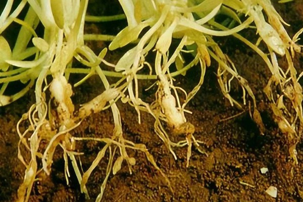 不让蔬菜畸形苗发生的技术,对幼苗要及时通风