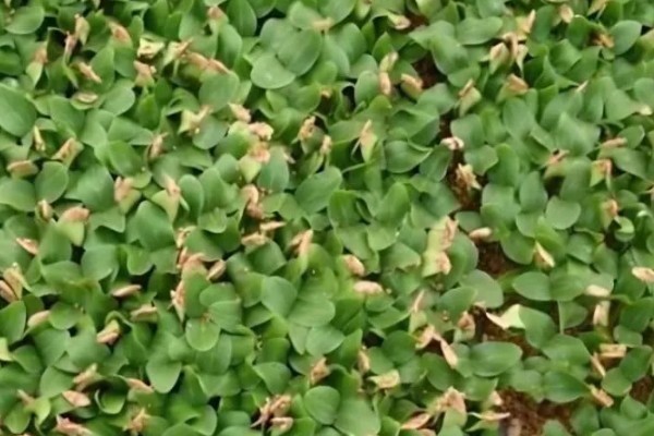 不让蔬菜畸形苗发生的技术,对幼苗要及时通风