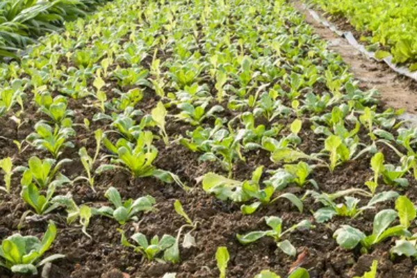不让蔬菜畸形苗发生的技术,对幼苗要及时通风
