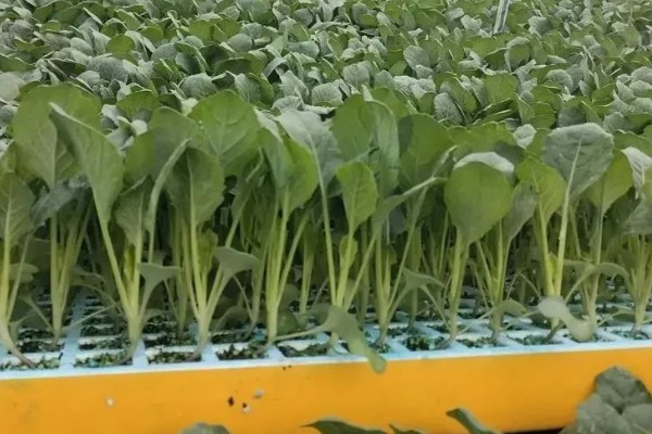 不让蔬菜畸形苗发生的技术，对幼苗要及时通风