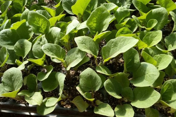 不让蔬菜畸形苗发生的技术，对幼苗要及时通风