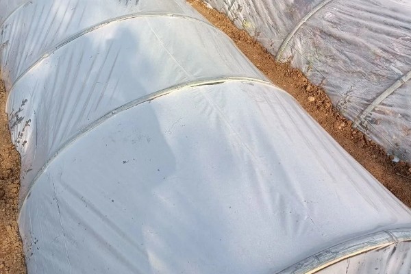 不让蔬菜畸形苗发生的技术,对幼苗要及时通风