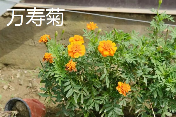 孔雀菊能种家里吗,可以种在家里