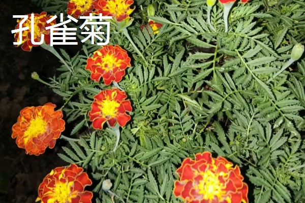 孔雀菊能种家里吗,可以种在家里