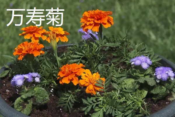 孔雀菊能种家里吗,可以种在家里