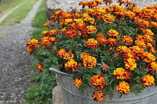 孔雀菊能种家里吗,可以种在家里