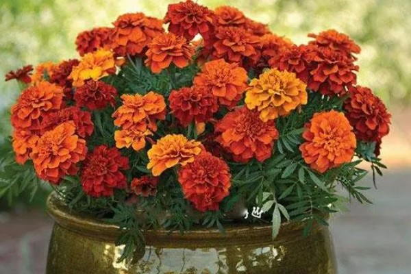 孔雀菊能种家里吗,可以种在家里