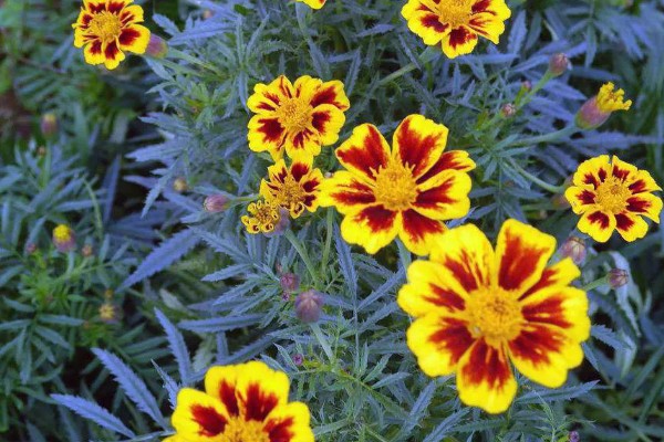 孔雀菊能种家里吗,可以种在家里