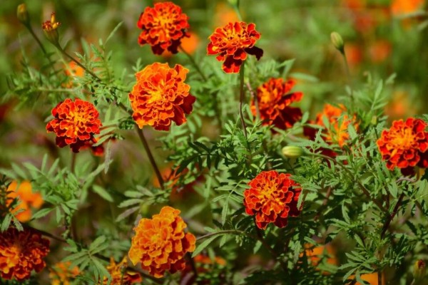 孔雀菊能种家里吗,可以种在家里