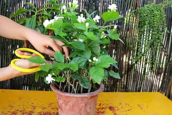 茉莉开花后怎样剪枝，要及时剪去过高的枝条