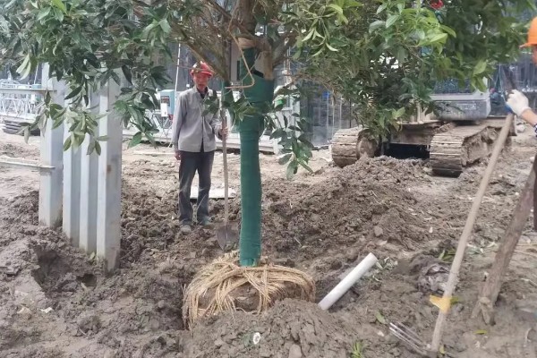 桂花树不宜种在哪些地方，不宜种在养老院、荫蔽的地方等