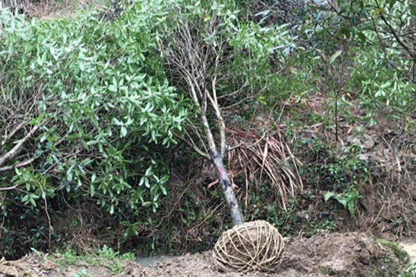 桂花树不宜种在哪些地方，不宜种在养老院、荫蔽的地方等